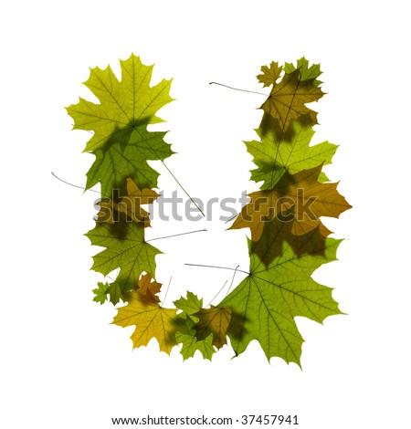 letter U from green maple leaves