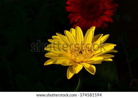 yellow gerbera flower in garden