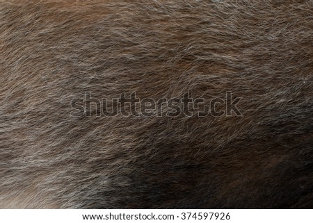 Close up of animal wool, fur with shallow depth of field 