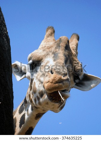 Close portrait of a curious giraffe