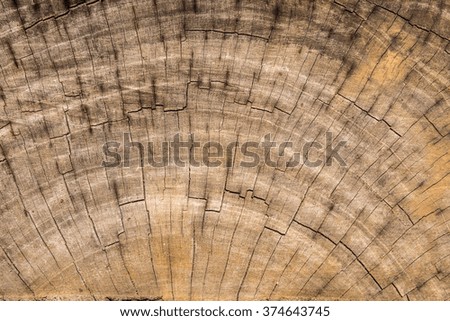 Wood texture of cut tree trunk, Tree-rings, close-up
