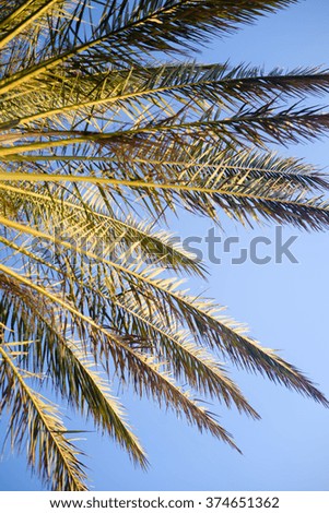 Beautiful branches of palm tree under blue sky on background