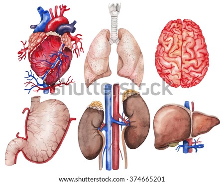 Watercolor anatomy collection.  Heart, lungs, brain, stomach, kidney, liver. Human body parts isolated on white background.  Medical illustration