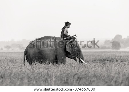 Elephant and Man in rice field, Thailand