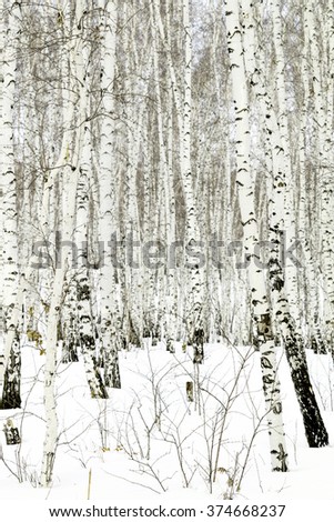 Forest winter Birch in snow