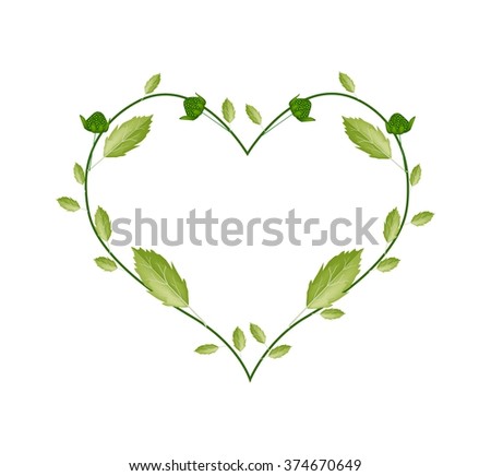 Love Concept, Illustration of Fresh Green Leaves with Flower Buds Forming in A Beautiful Heart Shape Isolated on White Background.
