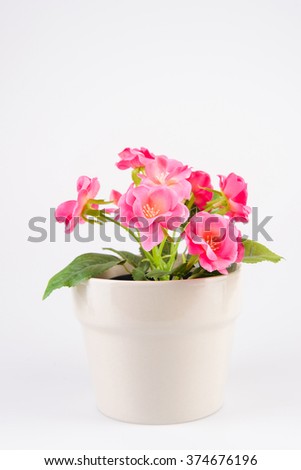 pink flowers in elegant pot on white