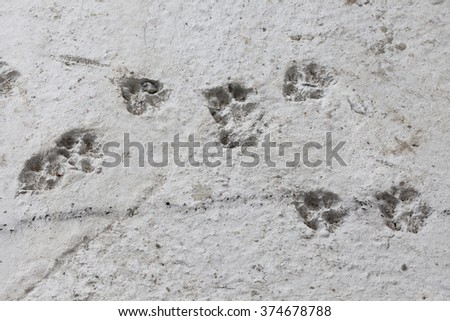 Animal footprints on the concrete