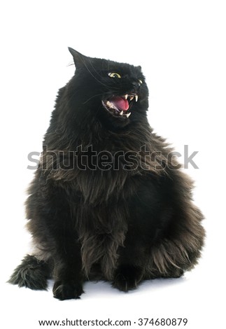 angry black cat in front of white background