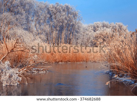 fantastic winter landscape. Rime of the branches in winter in a forest near a wintry river, frost on the branch,  fairy-tale frosty forest. Winter scene. color in nature