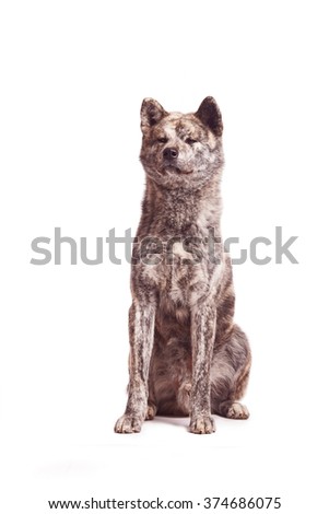 Vertical portrait of one dog of Akita breed of brindle color sitting on isolated background