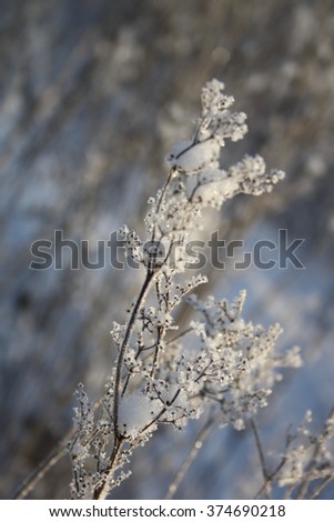 A frosted plant in the middle of winter