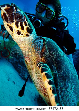 Hawksbill Turtle with diver.					