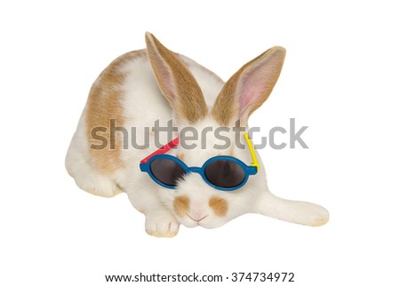 Studio shot of crazy bunny with sunglasses isolated on white background.