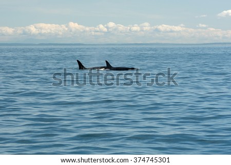 Swimming Orcas Fins