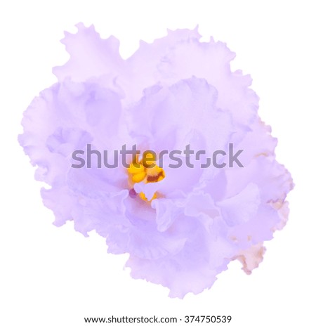Macro gentle light violet flower isolated on white background