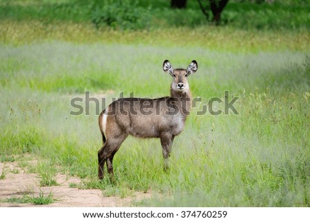 Single Waterbuck In the Grasslands of Africa