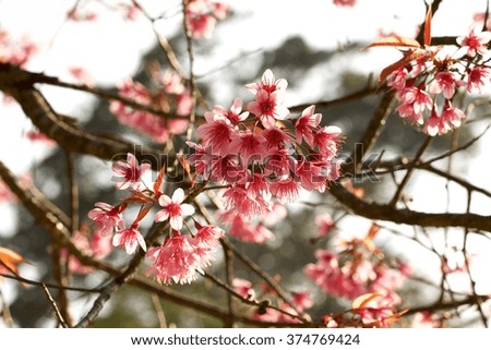 Wild Himalayan cherry blooming, Thailand