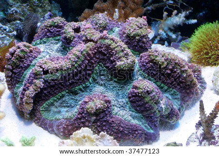 Coral Reef Saltwater