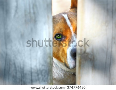 Sad dog behind a fence looking at you Royalty-Free Stock Photo #374776450