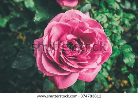 Pink rose in the garden,Retro vintage toned image, film simulation