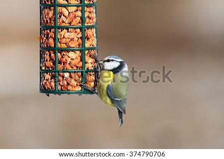 hungry blue tit eating from garden bird feeder ( Cyanistes caeruleus ) Royalty-Free Stock Photo #374790706