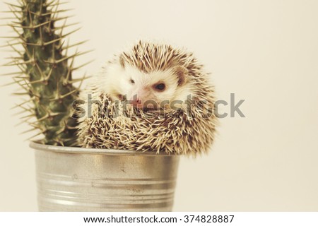 Beautiful, young, cute, funny and cheerful African pygmy hedgehog curled up in a ball sits beside a potted cactus