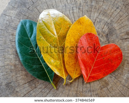 Color of leaves on wooden background,beautiful in nature          