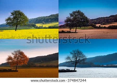 A tree in four seasons Royalty-Free Stock Photo #374847244