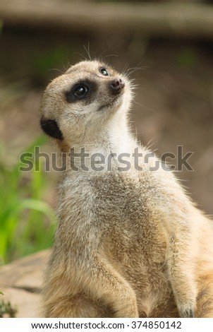 Meerkat (suricata suricatta) on the lookout for potential danger