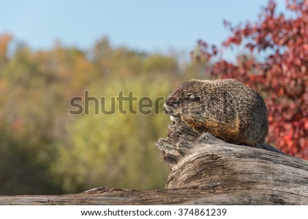 Woodchuck (Marmota monax) Against Sky - captive animal