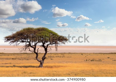 Typical large Acacia tree in the open savanna plains of East Africa, Botswana Hwankee Royalty-Free Stock Photo #374900980