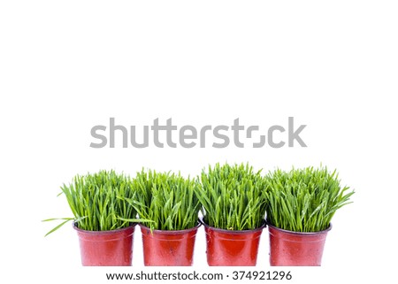 green wheat sprouts in a pot on white background