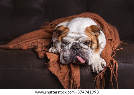 English Bulldog dog canine pet on brown leather couch under blanket looking sad bored lonely sick tired exhausted  Royalty-Free Stock Photo #374941993