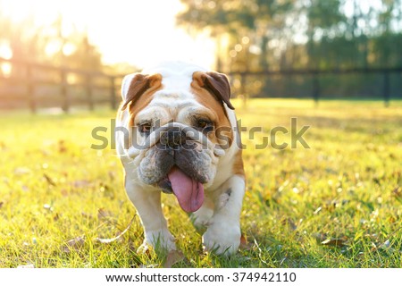 Purebred English bulldog dog canine pet walking towards viewer getting exercise outside in yard grass fenced area looking happy fit hot determined focused Royalty-Free Stock Photo #374942110