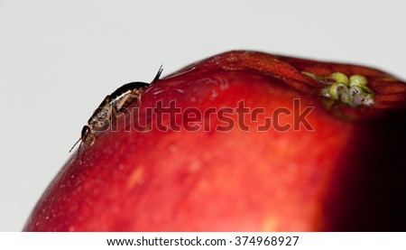 Earwig and Apple