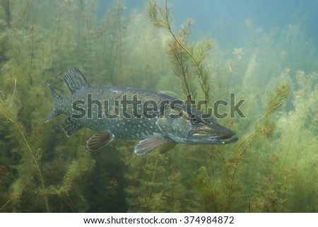 northern pike, esox lucius