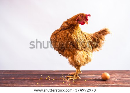 Red chicken standing on wooden background and turned at egg. White background. Royalty-Free Stock Photo #374992978
