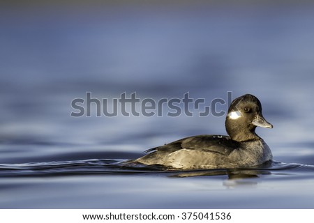 Female Bufflehead Duck glides in the warm winter waters of Esquimalt Lagoon, British Columbia Canada.