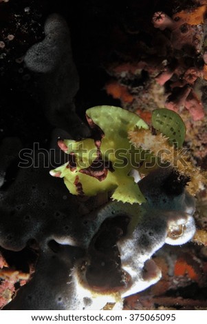 A yellow frog fish, angler fish, coral reef fish