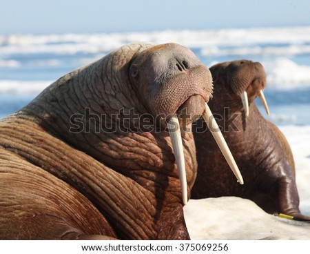 pacific walrus