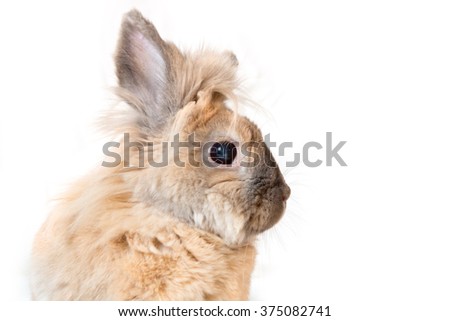 home decorative rabbit on a light background