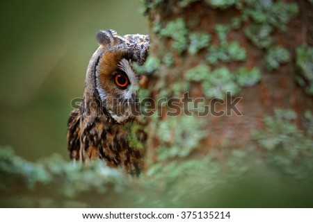 Hidden portrait of Long-eared Owl with big orange eyes behind larch tree trunk, wild animal in the nature habitat, Sweden. Royalty-Free Stock Photo #375135214
