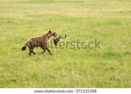 Hyena to run in the savannah