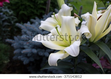 beautiful flowers of white lilies on a background of foliage