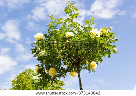 stam white rose on a background of the sky