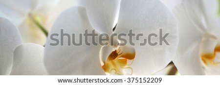 Panoramic image of splendid tender white blossoming orchidea flower exotic tropical plant amazing floral design of wallpaper card natural background closeup, horizontal picture