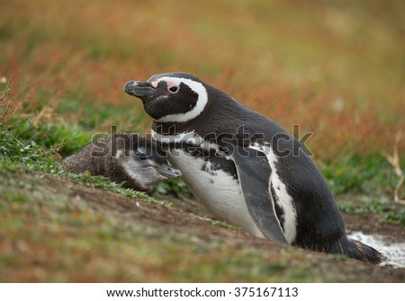 Magellanic penguin with chick in clean grassy background, South Georgia Island, Antarctica