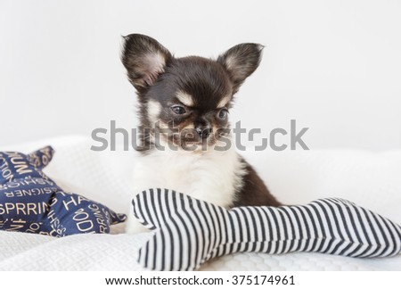 Cute chihuahua puppy lying on bed with blue pillow.