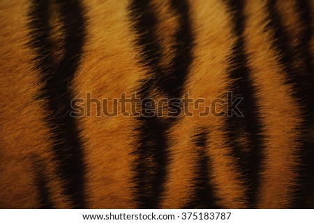 beautiful tiger fur - colorful texture with orange, beige, yellow and black